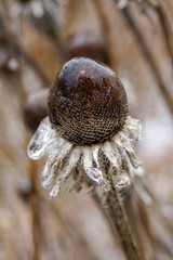 Vertical closeup of a seedhead of black-eyed Susan encased in winter ice, with ice 
