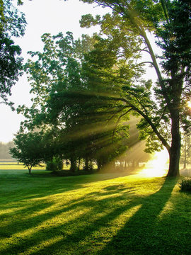 Vertical image of sunbeams shining through large deciduous trees at dawn on a hazy summer morning