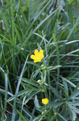 small yellow flower in focus, close up