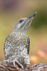European green woodpecker in rainy day (Picus virdis)