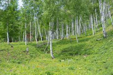 Obraz premium view of birch grove on a summer day