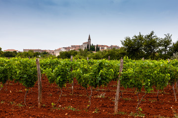Fototapeta na wymiar View of vineyards in the Istrian countryside