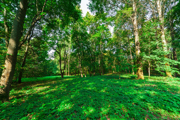 beautiful deciduous forest