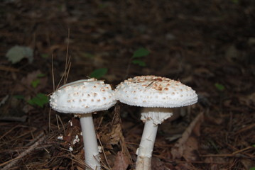 Beautiful but deadly in the Woods