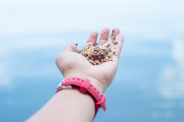 hand holding shell and sand