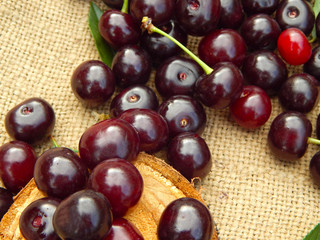 Juicy Burgundy cherry with leaves on the background of burlap