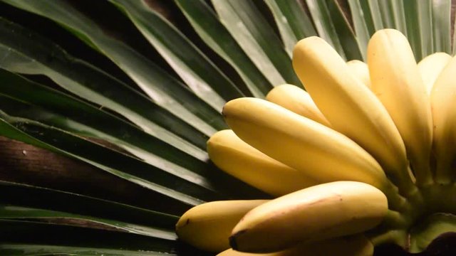 Banana ft7110_0288