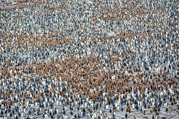 Colonie Manchots royaux