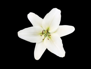White Lily isolated on black background