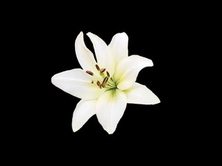 Fototapeta na wymiar White Lily isolated on black background