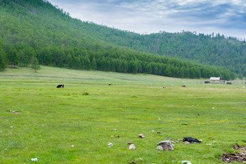 Obraz premium view of the beautiful landscape on a sunny summer day on the island of Olkhon near Lake Baikal
