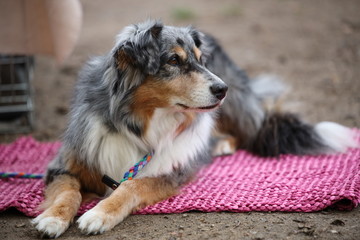 Australian Shepherd