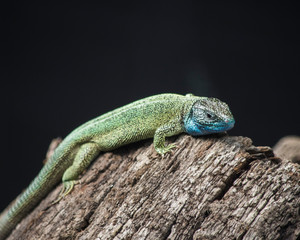 Green lizard