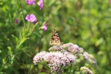 Thistle Butterfly - stick out tongue 