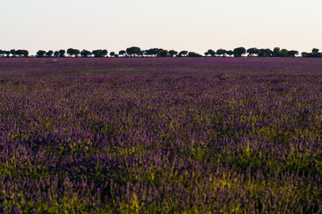 Fototapeta na wymiar View of colorful lavender field during sunset near the village of Brihuega, Guadalajara, one of the largest plantations of lavender in Spain