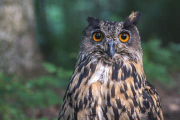 Portrait of an eagle owl. Close up of the Eurasian Eagle owl head. Spotted eagle-owl or bubo bubo...
