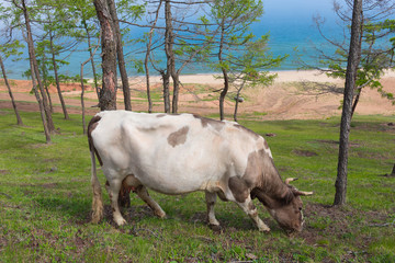 View of a grazing cow on the steep shore of Lake Baikal on Olkhon Island on a summer clear day
