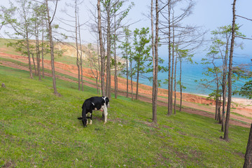 View of a grazing cow on the steep shore of Lake Baikal on Olkhon Island on a summer clear day