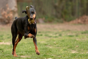 Dobermann mit Spielzeug
