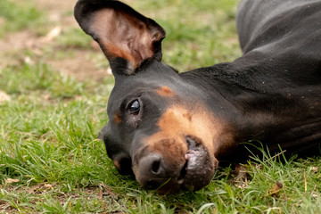 Dobermann 
