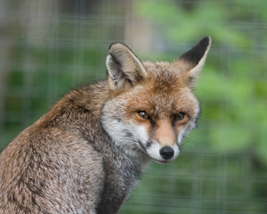 Red fox