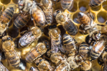 beehive with many bees
