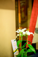 ライトアップされた夜の花【福岡県】