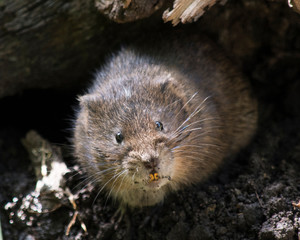 Water vole