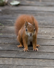 Red squirrel