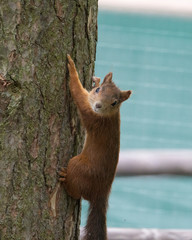 Red squirrel