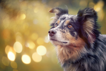 Australian Shepherd