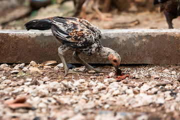 Thai breed chicken Eating food On the ground