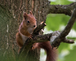 Red squirrel