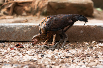Thai breed chicken Eating food On the ground