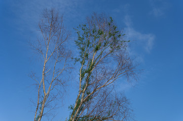 Beautiful tree branches on blue sky background.