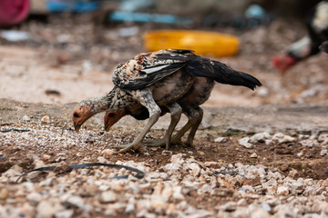 Thai breed chicken Eating food On the ground