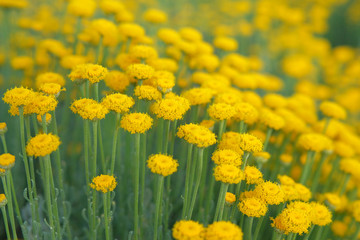 Helichrysum flowers and bee on green nature blurred background. Yellow flowers for herbalism. Medicinal herb.