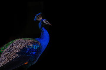 Peafowl portrait with on black background