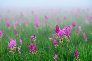 Obraz premium Beautiful pink flowers and morning mist in the tropical forest of Thailand. Close up Siam tulip flowers.