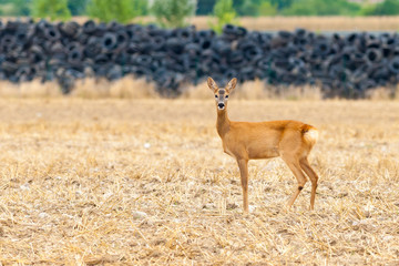 Doe with tires dump in the background. Indicates environmental pollution. And the importance of protecting it. Doe Capreolus capreolus looking for food in the field.