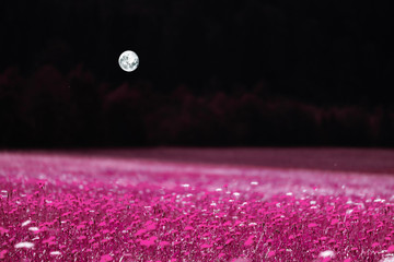 moon3 © Bogdan