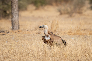Eurasian Griffon vultures (Gyps fulvus) in an open grassland at thar desert national park, jaisalmer, Rajasthan, India