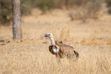Eurasian Griffon vultures (Gyps fulvus) in an open grassland at thar desert national park, jaisalmer, Rajasthan, India