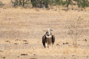 Eurasian Griffon vultures (Gyps fulvus) in an open grassland at thar desert national park, jaisalmer, Rajasthan, India