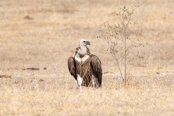 Eurasian Griffon vultures (Gyps fulvus) in an open grassland at thar desert national park, jaisalmer, Rajasthan, India