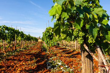 Fototapeta premium View of vineyards in the Istrian countryside