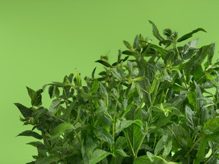 Close-up shot of a fresh spearmint on lime background.