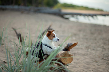 dog traveler . little Jack Russell Terrier with a backpack on the beach