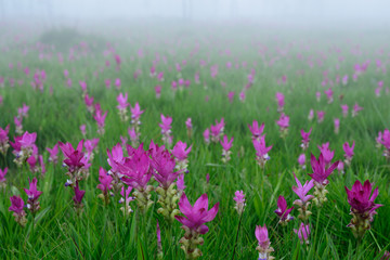 Beautiful pink flowers and morning mist in the tropical forest of Thailand. Close up Siam tulip flowers.