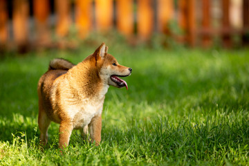  teenagers Shiba inu look somewhere